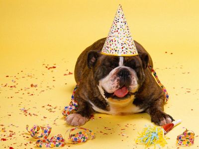 Professional Pet Grooming Supply