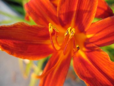 British Columbia Flower Gift